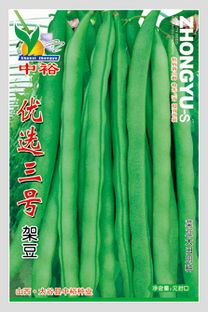 供應(yīng)優(yōu)選三號 菜豆種子,山西省太谷縣中裕種業(yè)公司&ndash;