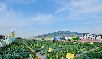 菜博會(huì)揭幕，中國南方蔬菜種業(yè)創(chuàng)新中心亮相，引領(lǐng)“菜立方”時(shí)代
