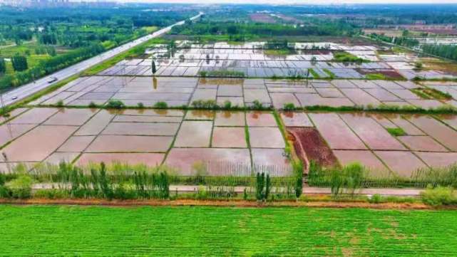 鹽堿稻浪映鵬城，科技番茄上餐桌 深圳種業(yè)力量護(hù)航國家糧食安全